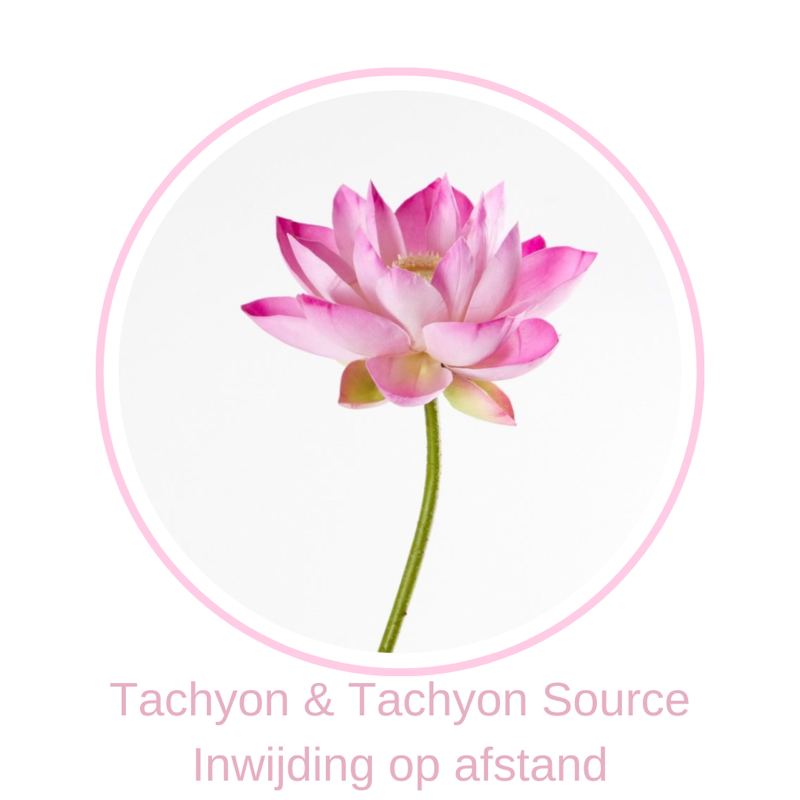 Een pink lotus als symbool voor de Tachyon inwijding op afstand